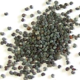 How To Extract Poppy Seeds poppy seeds